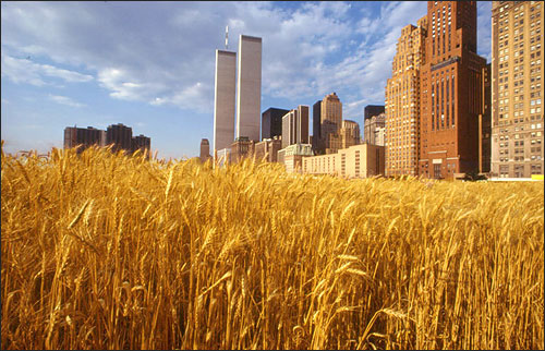 denes wheat field